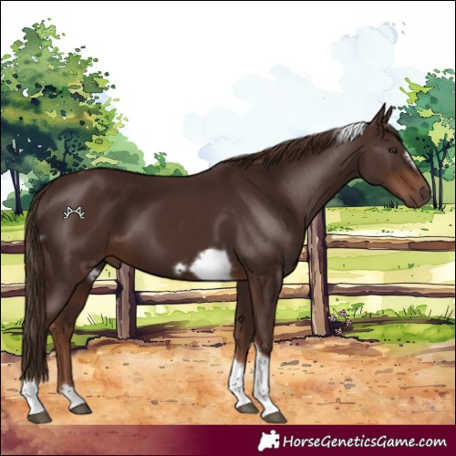 Horse Color:Liver Chestnut Tobiano Frame