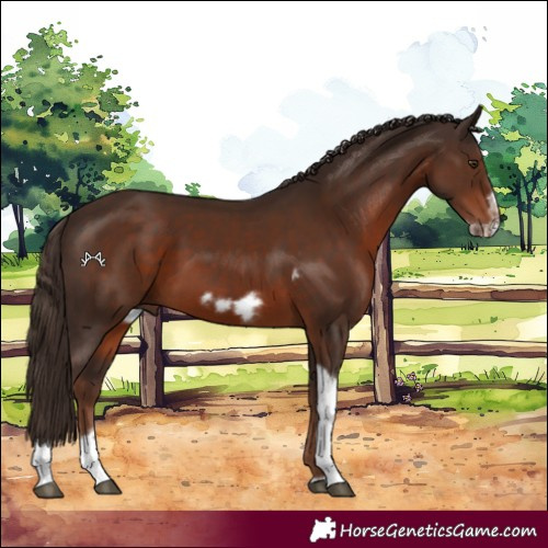 Horse Color:Liver Chestnut Tobiano Frame