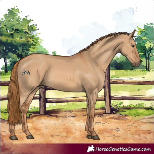 Horse Color:Red Dun 