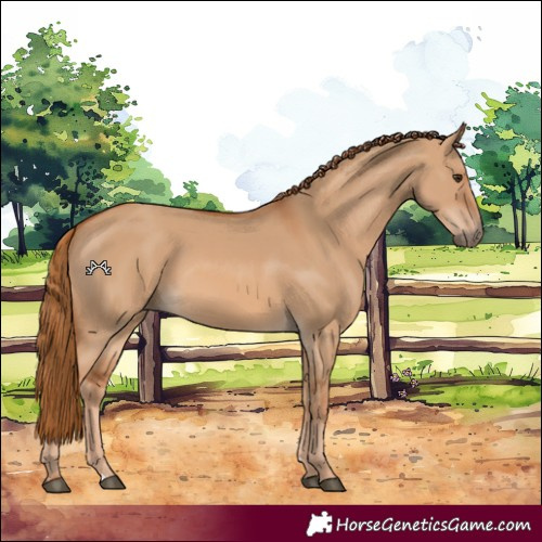 Horse Color:Red Dun 