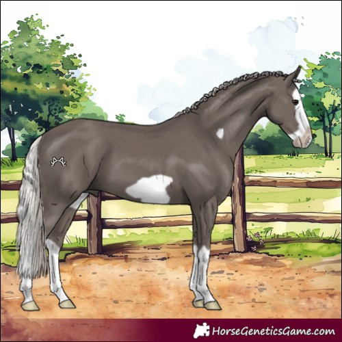 Horse Color:Silver Black Splash Frame