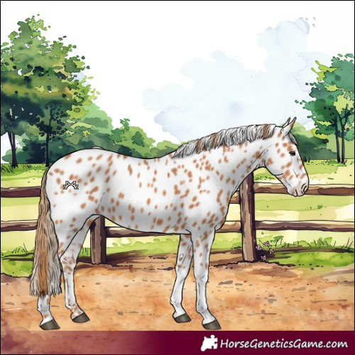 Horse Color:Chestnut Tobiano Appaloosa 