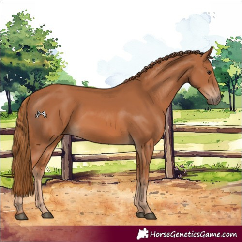Horse Color:Chestnut 