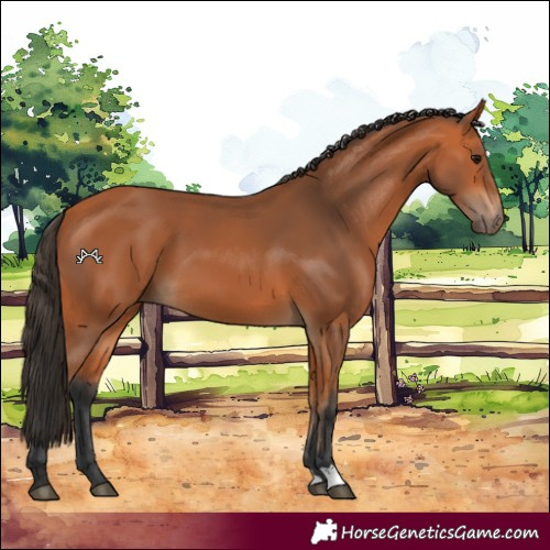Horse Color:Bay 