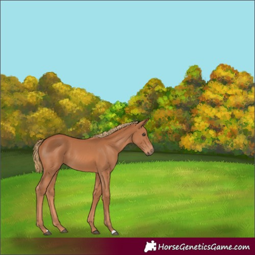 Horse Color:Unknown 