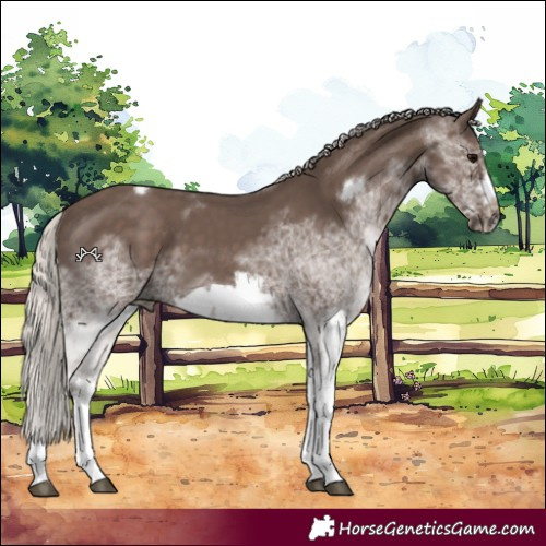 Horse Color:White Spotted Silver Black Tobiano Frame 