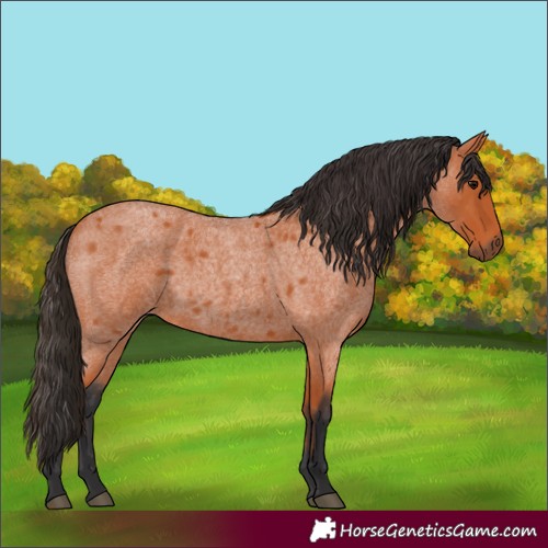Horse Color:Bay Roan 