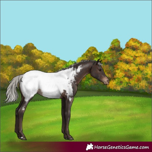 Horse Color:Silver Brown Appaloosa Rabicano