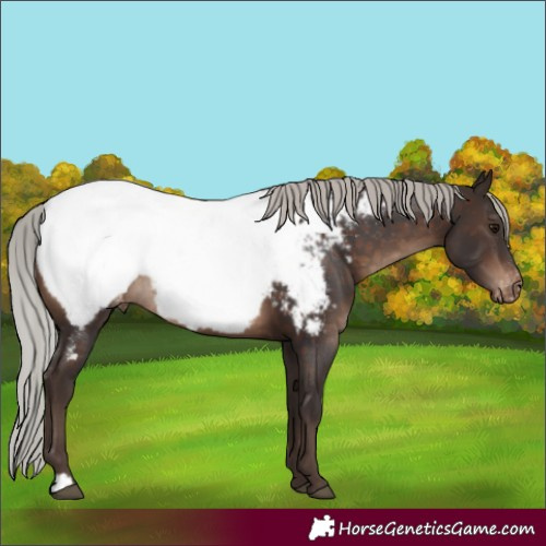 Horse Color:Silver Brown Snowcap Rabicano