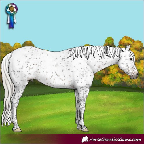 Horse Color:Gray Silver Brown Sabino