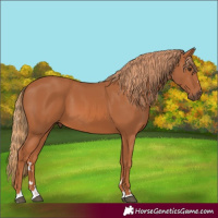Horse Color:Chestnut 