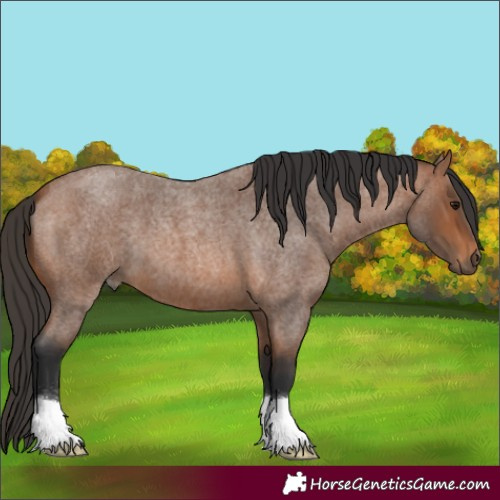 Horse Color:Bay Roan 