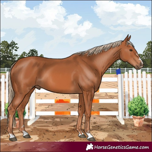 Horse Color:Chestnut 
