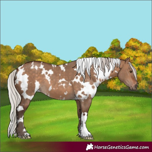 Horse Color:White Spotted Silver Bay Dun