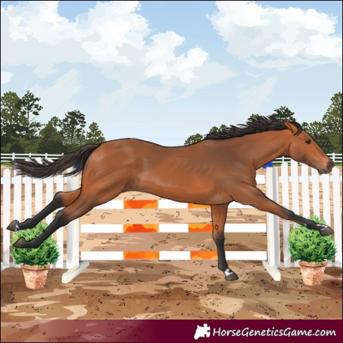 Horse Color:Bay 