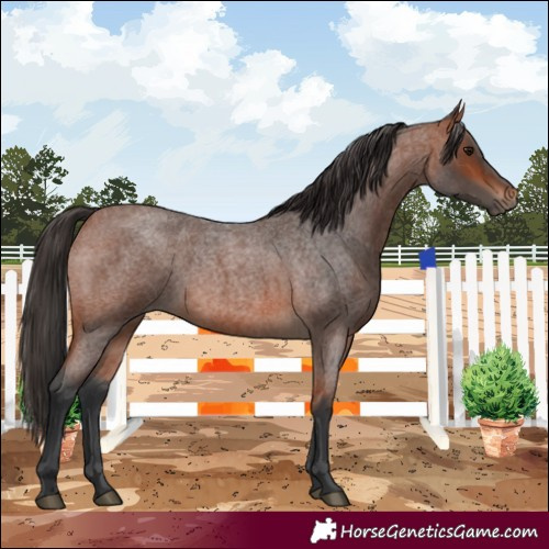 Horse Color:Bay Roan 