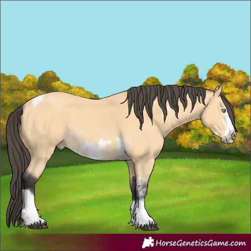 Horse Color:Buckskin Sabino Tobiano Frame 