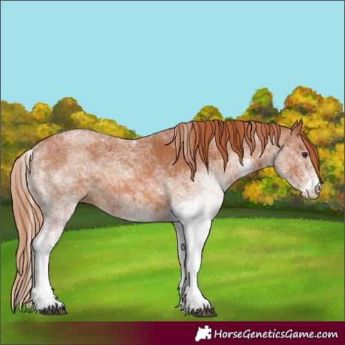 Horse Color:White Spotted Chestnut