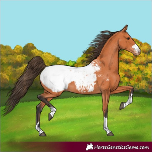 Horse Color:Bay Appaloosa