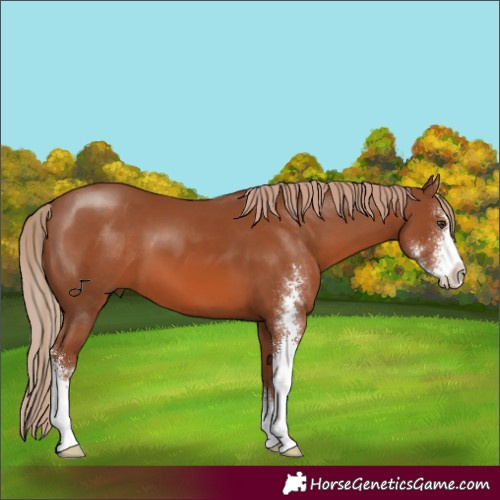 Horse Color:Chestnut Sabino 