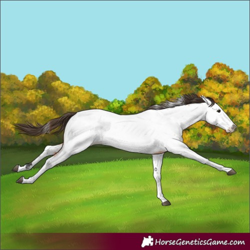 Horse Color:Unknown 