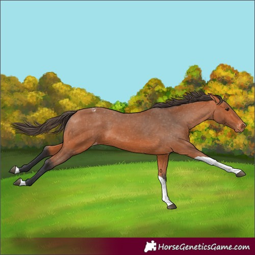 Horse Color:Unknown 