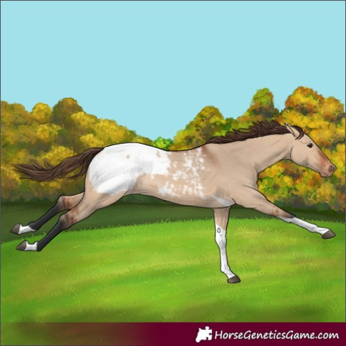 Horse Color:Bay Dun Tobiano Appaloosa 