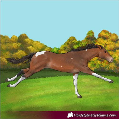Horse Color:Bay Tobiano Appaloosa