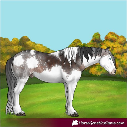 Horse Color:White Spotted Brown Splash Tobiano