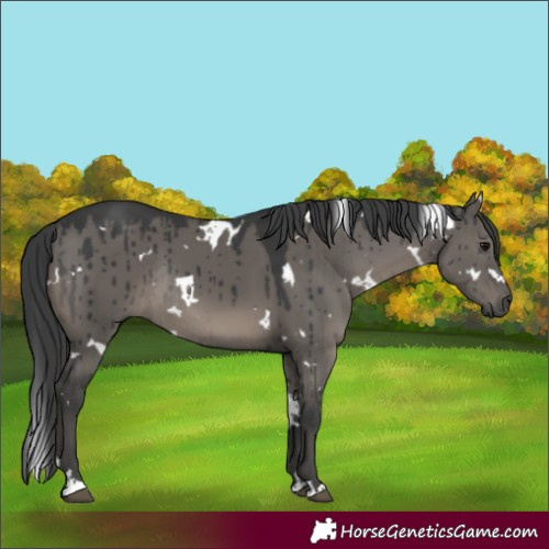 Horse Color:White Spotted Grullo Rabicano Brindle