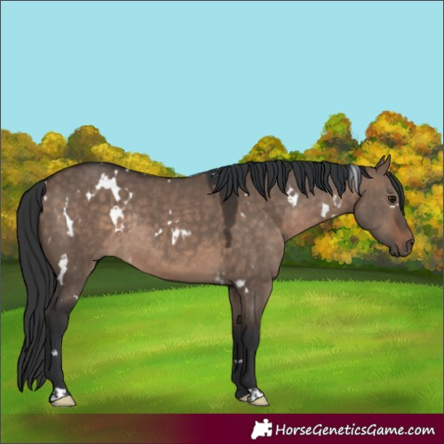 Horse Color:White Spotted Brown Dun Rabicano