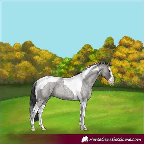 Horse Color:Grullo Roan Splash Tobiano 