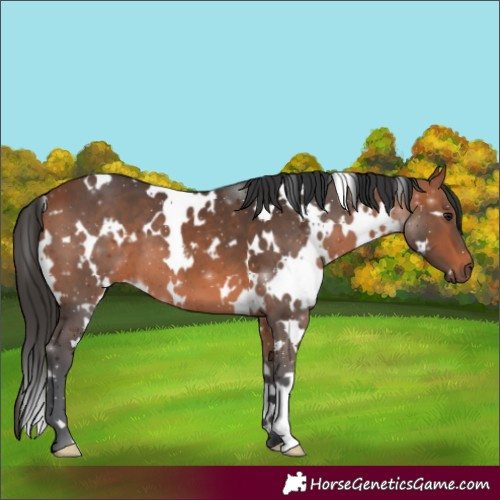 Horse Color:White Spotted Bay 