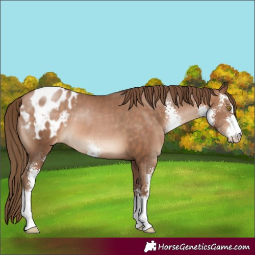 Horse Color:Brown Pearl Sabino Varnish 