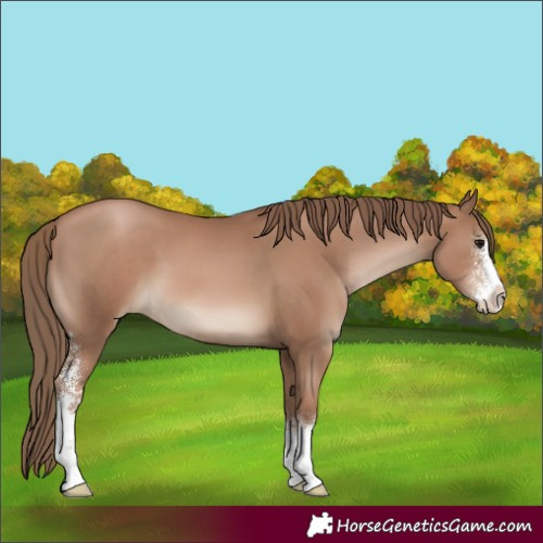 Horse Color:Black Pearl Sabino