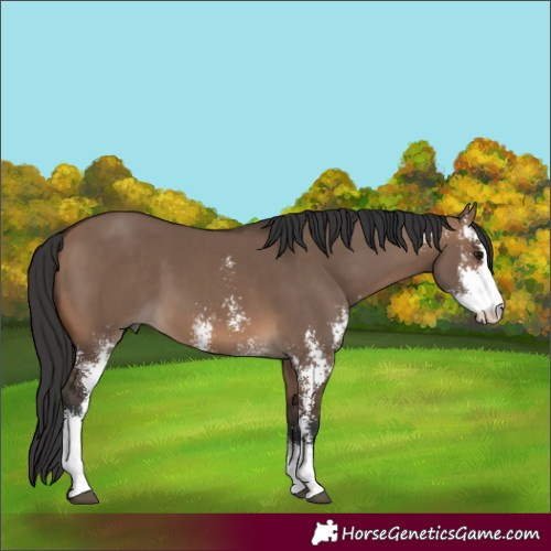 Horse Color:Brown Dun Sabino