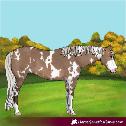 Horse Color:White Spotted Silver Brown Dun Sabino