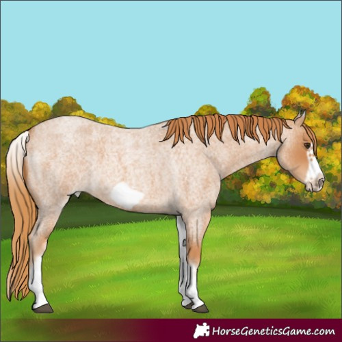 Horse Color:White Spotted Red Roan Frame 
