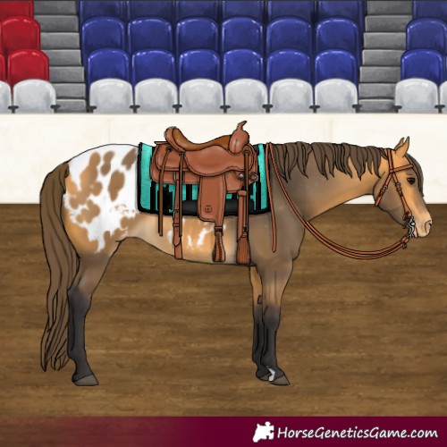 Horse Color:Buckskin Appaloosa 