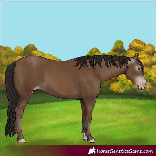 Horse Color:Gray Classic Champagne 