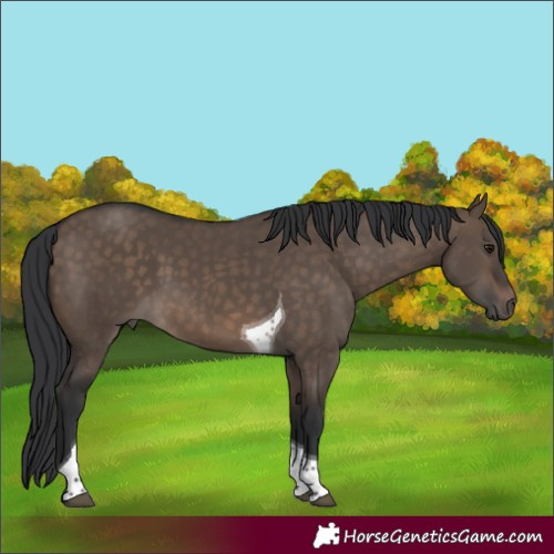 Horse Color:Brown Dun Tobiano 