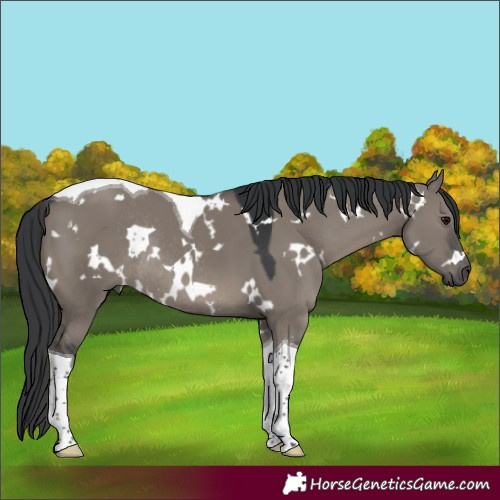 Horse Color:White Spotted Grullo Tobiano Rabicano 