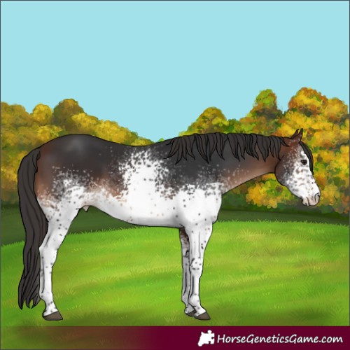 Horse Color:White Spotted Brown Tobiano 