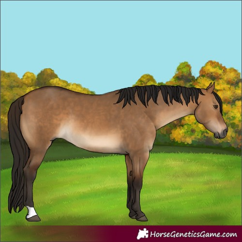 Horse Color:Gray Bay Dun 