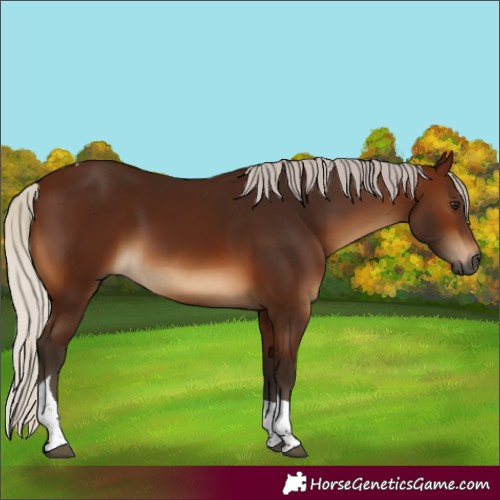 Horse Color:Gray Silver Bay Tobiano
