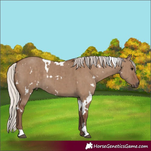 Horse Color:White Spotted Silver Grullo Brindle