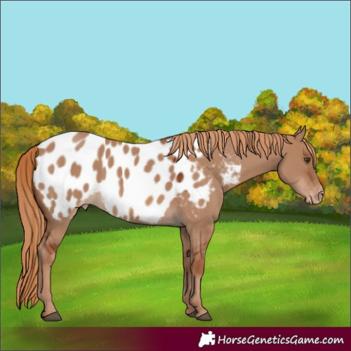 Horse Color:Unknown 