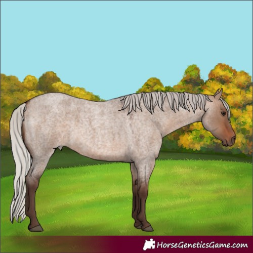 Horse Color:Silver Brown Roan Dun 