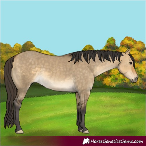 Horse Color:White Spotted Buckskin Dun
