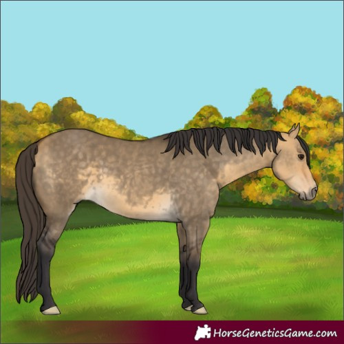 Horse Color:White Spotted Buckskin Dun